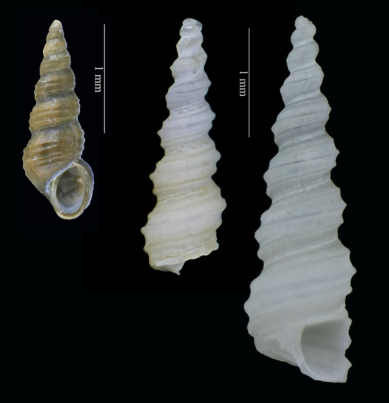 Micro gasteropode di Palavas